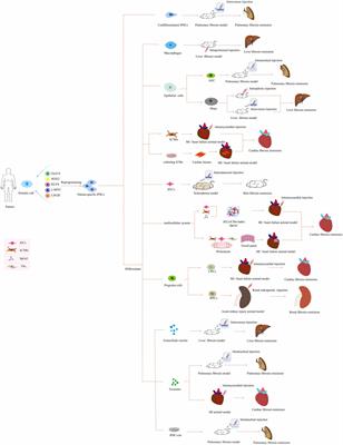 Induced pluripotent stem cell-based therapies for organ fibrosis